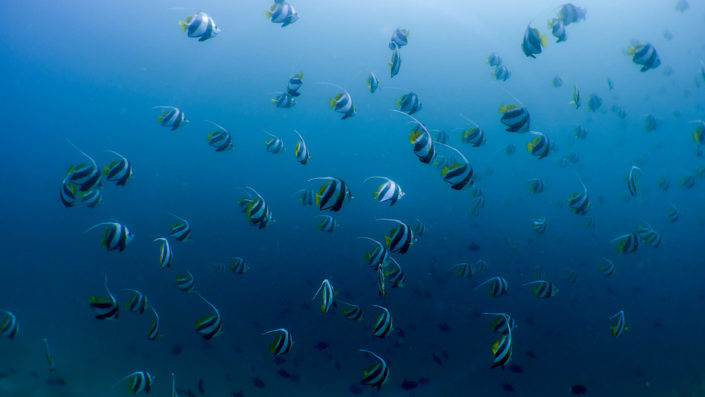Long fin butterfly fish Baa Atoll Maldives Snorkelling
