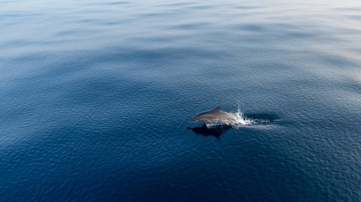 Maldives Dolphin excursion