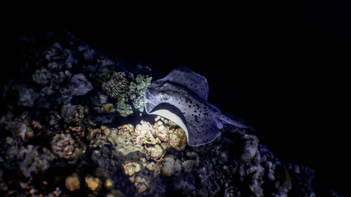 Night Snorkelling Maldives