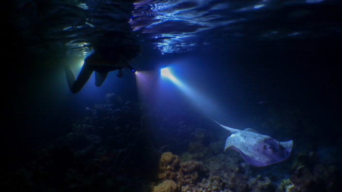 Night Snorkelling Maldives