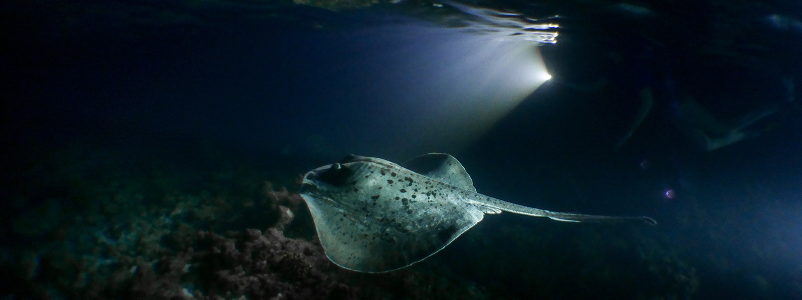 Night Snorkelling Maldives