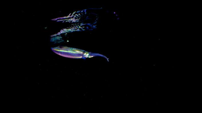 Night Snorkelling Maldives