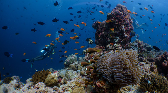 Orientation Dive - Scuba Diving Activities at Fari Veli, Maldives